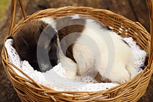 Little puppy sleeping in basket