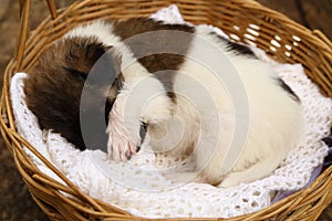 Little puppy sleeping in basket