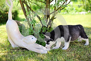 Little puppy sniffing cat garden sculpture on the photo