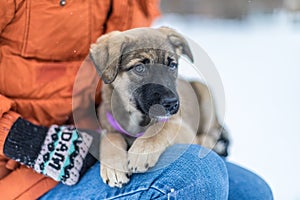 Little puppy in the snow