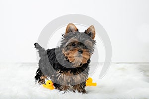 Little puppy stands in a room with a beautiful interior