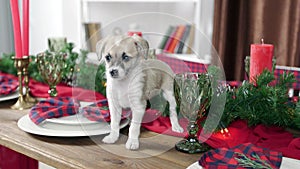 Little puppy on a table in a room decorated for Christmas