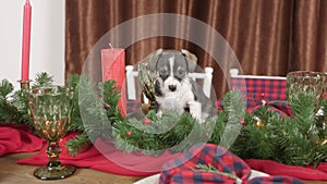 Little puppy on a table in a room decorated for Christmas