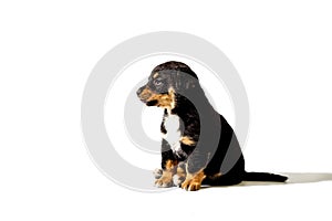 Little puppy on white background