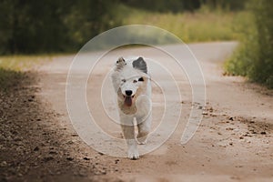 A little puppy of the yakutian laika and the fairy-tale forest.