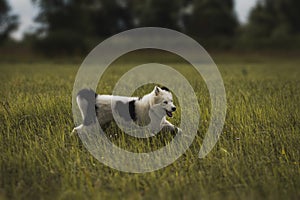 A little puppy of the yakutian laika in the field.