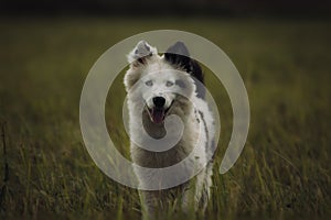 A little puppy of the yakutian laika in the field.