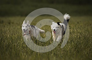 A little puppy of the yakutian laika in the field. And husky