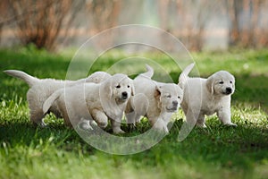 Little puppys Golden retriever