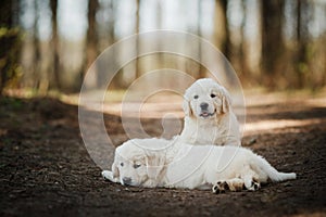 Little puppys Golden retriever