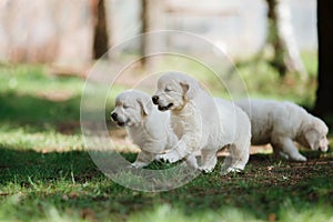 Little puppys Golden retriever