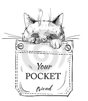 Little purebred cat in pocket. vector illustration