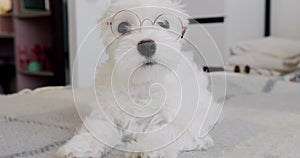 Little purebred puppy Bichon Frise with little glasses is playing in the bedroom