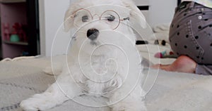 Little purebred puppy Bichon Frise with little glasses is playing in the bedroom