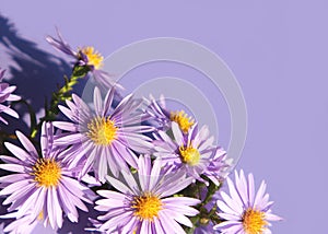 The little purple asters on a purple background. Bouquet of autumn flowers