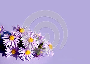 The little purple asters on a purple background. Bouquet of autumn flowers