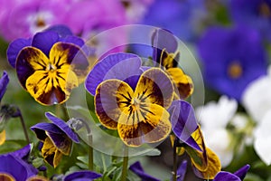 Little purple flower decorative violets