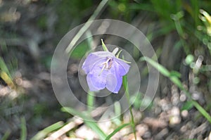 Little purple flower on macro shot