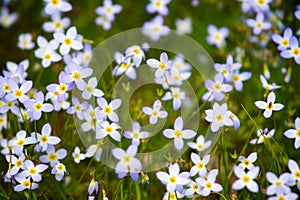 Little Purple Flowers