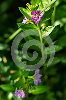 Little purple flowers in bokeh garden background, Close up & Macro shot, Selective focus, Abstract graphic design