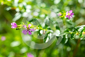 Little purple flowers in bokeh garden background, Close up & Macro shot, Selective focus, Abstract graphic design