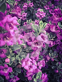 Little Purple Flowers on a Green Bush Background