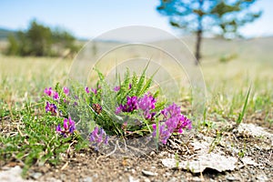 Little purple flowers of the steppe . Purple prairie flowers in the summer