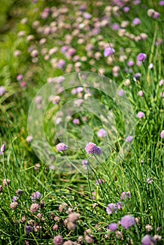 Little purple flowers in a summer meadow