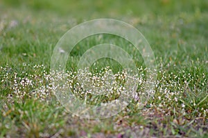 Little purple flowers in sunny April day