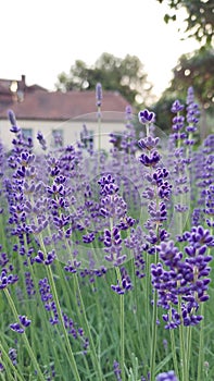 Little purple lavanda flowers