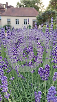 Little purple lavanda flowers