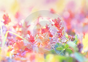 Little purple meadow flower photo