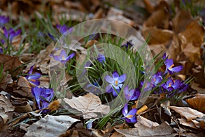 Little purple spring flower, crocus grows under the leaves in a nice city park.