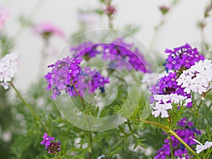 Little purple and white flower bouquet on burred of nature background