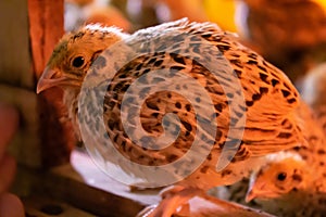 Little quail in brooder