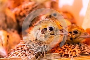 Little quail in brooder close up