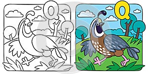 Little quail coloring book. Alphabet Q