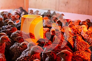 Little quails in brooder near the feeder