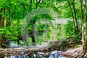 Little quiet creek in the middle of the forest.