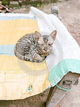 Little quite cat sitting on the cot