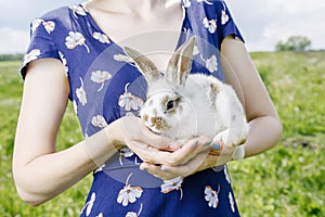 Little rabbit, black and white suit, a bunny eating a green grass, a pet in a wooden box. photo