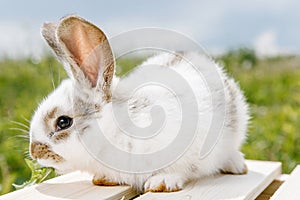 Little rabbit, black and white suit, a bunny eating a green grass, a pet in a wooden box. photo