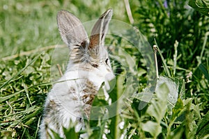 Little rabbit, black and white suit, a bunny eating a green grass, a pet in a wooden box. photo