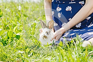 Little rabbit, black and white suit, a bunny eating a green grass, a pet in a wooden box. photo