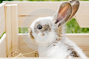 Little rabbit, black and white suit, a bunny eating a green grass, a pet in a wooden box.
