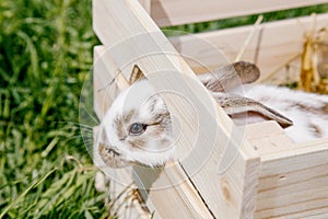 Little rabbit, black and white suit, a bunny eating a green grass, a pet in a wooden box.