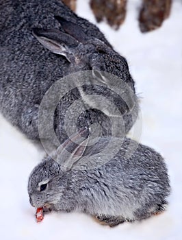 Little rabbit with doe-rabbit