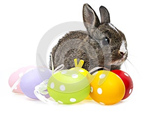 Little rabbit and easter eggs photo