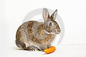 Little rabbit feeding on carrots on a white background