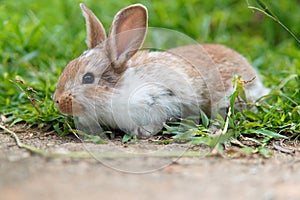A little rabbit in the garden